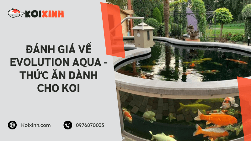 Đánh Giá Về Evolution Aqua – Thức ăn Dành Cho Koi Đánh Giá Về Evolution Aqua – Thức ăn Dành Cho Koi