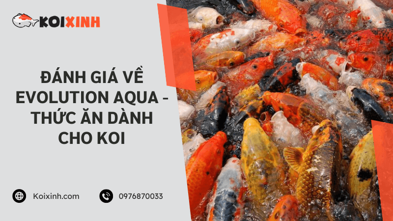 Đánh Giá Về Evolution Aqua – Thức ăn Dành Cho Koi Đánh Giá Về Evolution Aqua – Thức ăn Dành Cho Koi