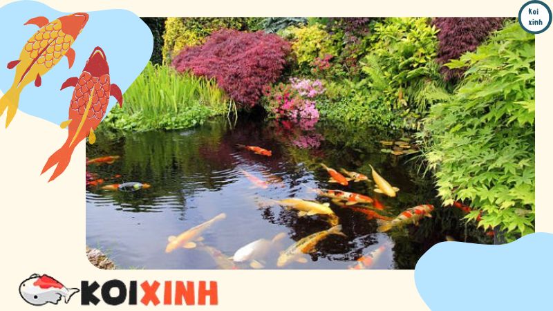 Hồ Cá Koi Là Gì? (thêm Những điều Bạn Cần Biết Trước Khi Xây Hồ Cho Koi) Hồ Cá Koi Là Gì? (thêm Những điều Bạn Cần Biết Trước Khi Xây Hồ Cho Koi)