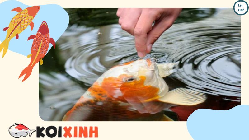 Cho cá Koi và cá trong ao của bạn ăn - Đơn giản hóa các yêu cầu về chế độ ăn uống theo mùa