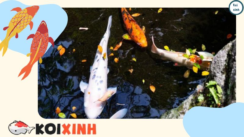 Sự Trao đổi Chất ở Cá Rất Khác So Với ở Người Sự Trao đổi Chất ở Cá Rất Khác So Với ở Người