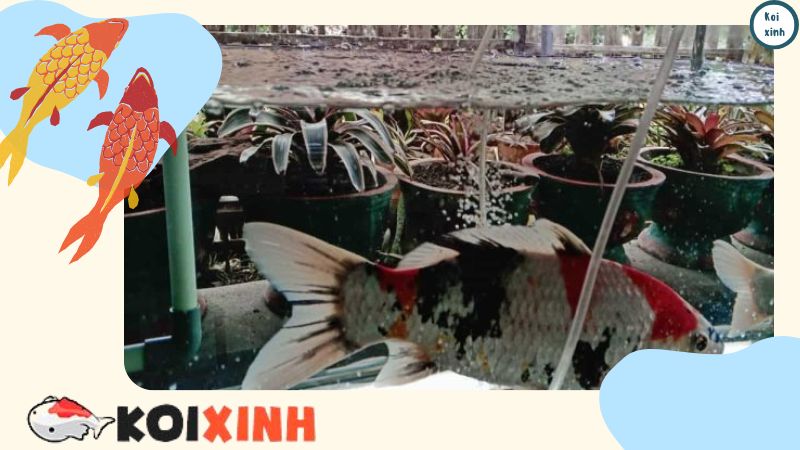 Sự Trao đổi Chất ở Cá Rất Khác So Với ở Người Sự Trao đổi Chất ở Cá Rất Khác So Với ở Người