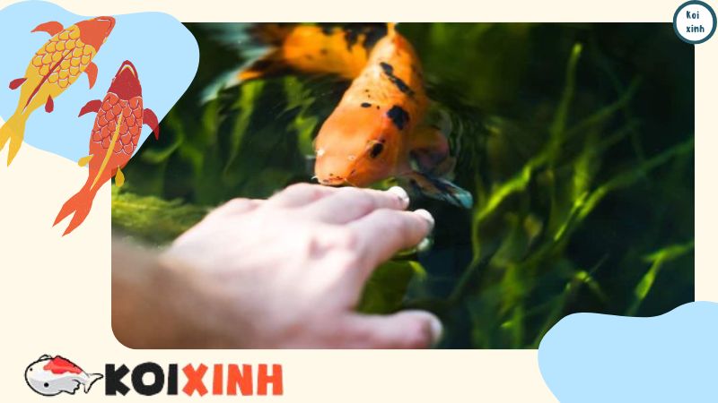 Sự Trao đổi Chất ở Cá Rất Khác So Với ở Người Sự Trao đổi Chất ở Cá Rất Khác So Với ở Người