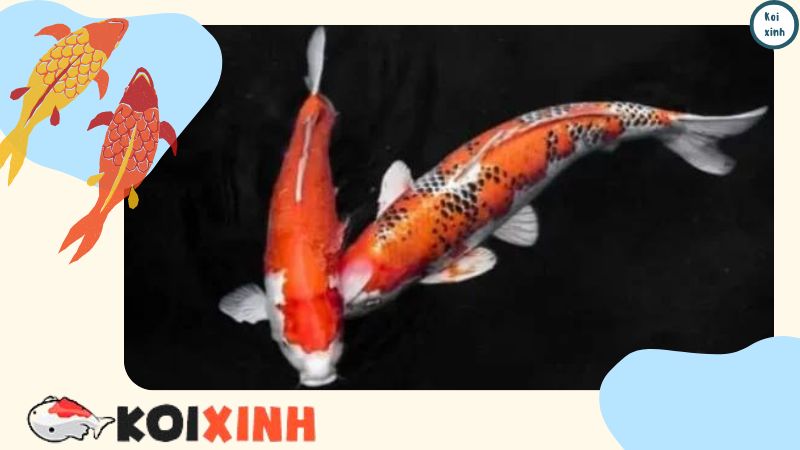 Cá Koi Có Thể Sống được Bao Lâu Mà Không Cần Cho ăn? Cá Koi Có Thể Sống được Bao Lâu Mà Không Cần Cho ăn?