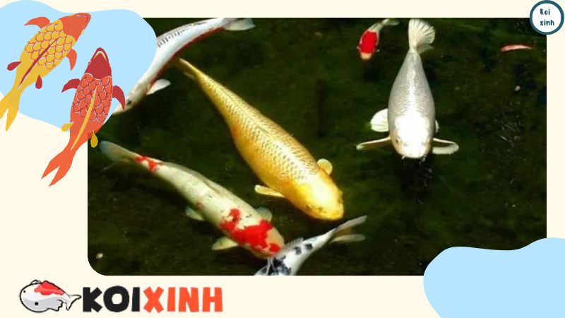 Ý Nghĩa Hình Xăm Cá Koi: Màu Sắc, ý Nghĩa Và Hơn Thế Nữa