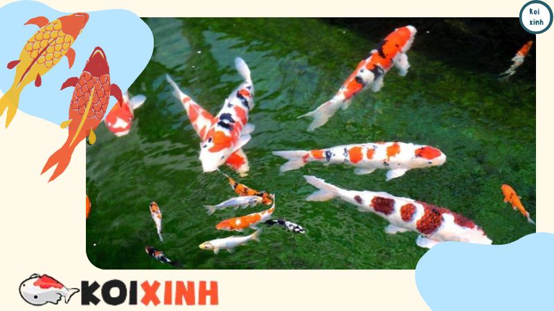 Cá Koi Và Cá Vàng Có Thể Nuôi Trong Cùng Một Ao Không?