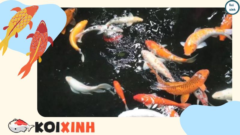 Cá Koi: Hướng Dẫn đầy đủ Về Cách Chăm Sóc, Sinh Sản, Kích Thước Bể Và Bệnh Tật