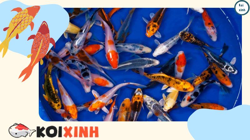 Chăm Sóc Cá Koi Trong Bể Thuỷ Sinh Chăm Sóc Cá Koi Trong Bể Thuỷ Sinh