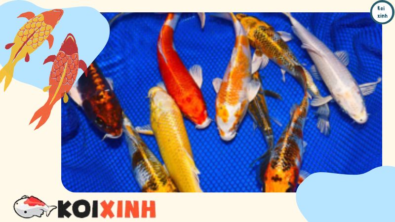 Chăm Sóc Cá Koi Trong Bể Thuỷ Sinh Chăm Sóc Cá Koi Trong Bể Thuỷ Sinh