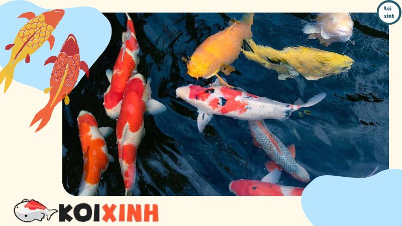 Chăm Sóc Cá Koi Trong Bể Thuỷ Sinh Chăm Sóc Cá Koi Trong Bể Thuỷ Sinh
