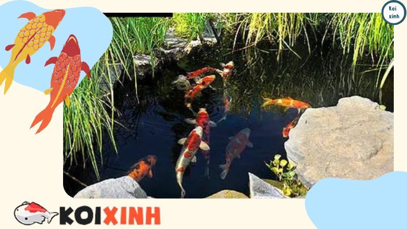 Chăm Sóc Cá Koi – Cyprinus Carpio Chăm Sóc Cá Koi – Cyprinus Carpio