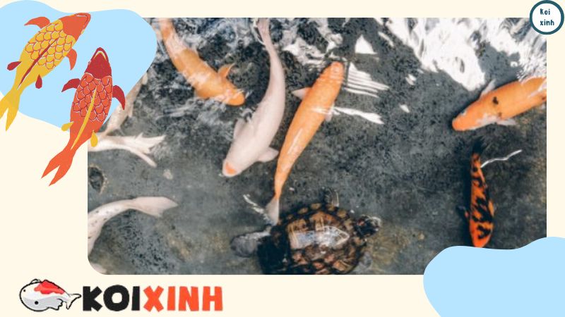 Cá Gì Có Thể Sống Với Koi Trong Bể? Cá Gì Có Thể Sống Với Koi Trong Bể?