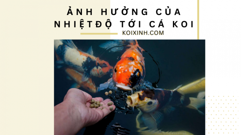 Nhiệt độ Thay đổi Có ảnh Hưởng đến Chế độ Dinh Dưỡng Của Cá Koi Không? Nhiệt độ Thay đổi Có ảnh Hưởng đến Chế độ Dinh Dưỡng Của Cá Koi Không?