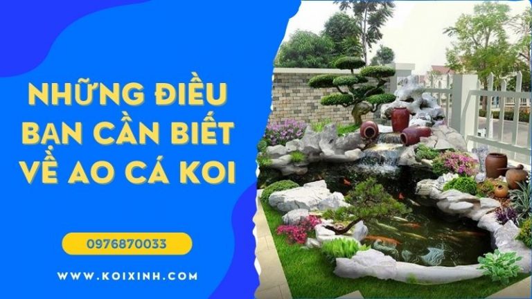 Ao Koi Là Gì Và Những điều Bạn Cần Biết Về Chúng Ao Koi Là Gì Và Những điều Bạn Cần Biết Về Chúng