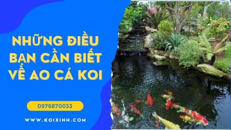 Ao Koi Là Gì Và Những điều Bạn Cần Biết Về Chúng