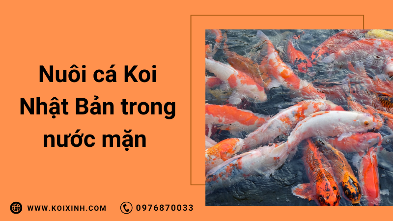 Nông Dân Nuôi Cá Koi Nhật Bản Trong Nước Mặn