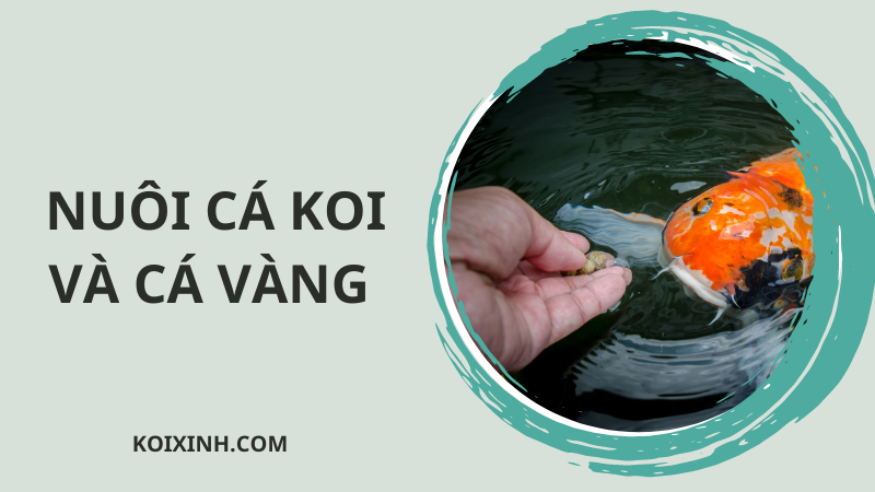 Những điều Nên Và Không Nên Làm Khi Nuôi Cá Koi & Cá Vàng