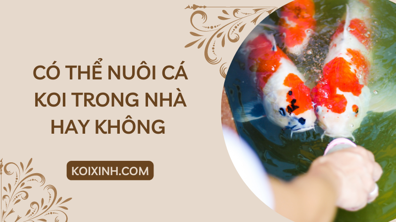 Có Thể Nuôi Cá Koi Trong Nhà Hay Không – Những điều Nên Biết