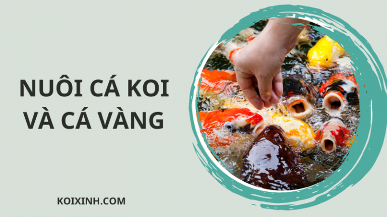 Những điều Nên Và Không Nên Làm Khi Nuôi Cá Koi & Cá Vàng