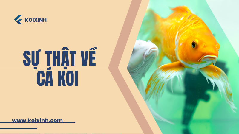 Sự Thật Về Cá Koi Không Phải Ai Cũng Biết