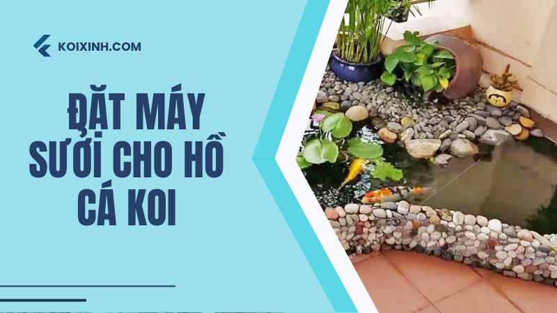 Có Nên đặt Máy Sưởi Cho Hồ Cá Koi Hay Không