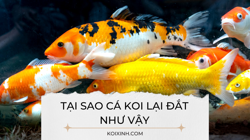 Lý Do Tại Sao Cá Koi đắt Như Vậy