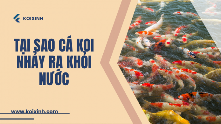 L&yacute; Do Tại Sao C&aacute; Koi Nhảy Ra Khỏi Nước V&agrave; C&aacute;ch Ngăn Chặn N&oacute;