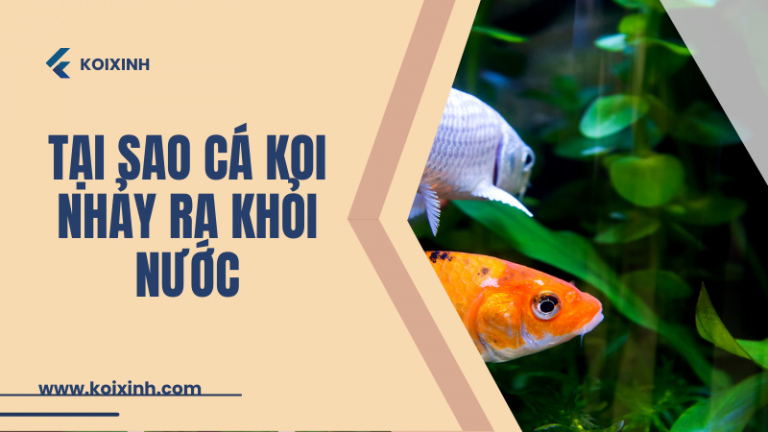 L&yacute; Do Tại Sao C&aacute; Koi Nhảy Ra Khỏi Nước V&agrave; C&aacute;ch Ngăn Chặn N&oacute;