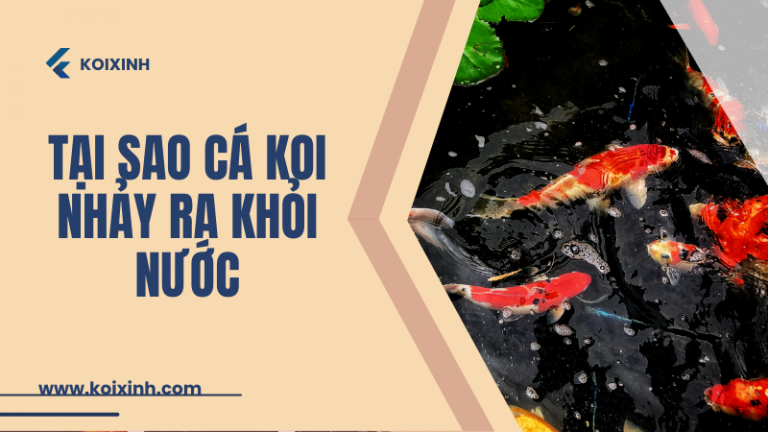 L&yacute; Do Tại Sao C&aacute; Koi Nhảy Ra Khỏi Nước V&agrave; C&aacute;ch Ngăn Chặn N&oacute;