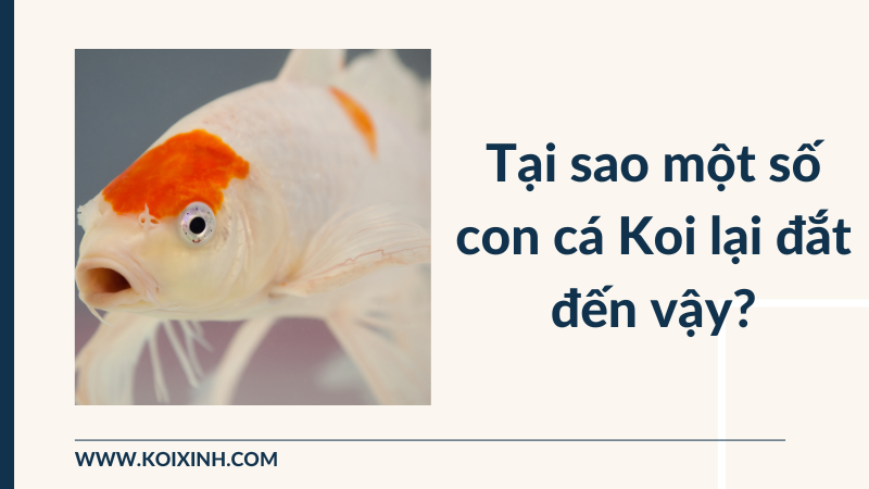 Con Cá Này được Bán Với Giá 1,8 Triệu đô La? – Đây Là Lý Do Tại Sao Một Số Con Cá Koi Lại đắt đến Vậy