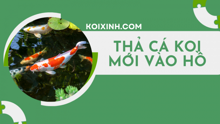 Hướng Dẫn Thả Một Chú Cá Koi Mới Vào Hồ Hướng Dẫn Thả Một Chú Cá Koi Mới Vào Hồ