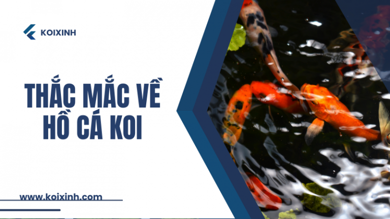 Tất Cả Các Thắc Mắc Về Hồ Cá Koi Tất Cả Các Thắc Mắc Về Hồ Cá Koi