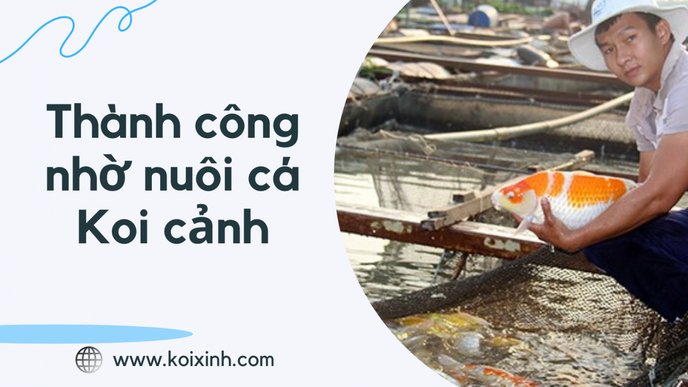 Chàng Trai Trẻ Nổi Tiếng Thành Công Nhờ Nuôi Cá Koi Cảnh