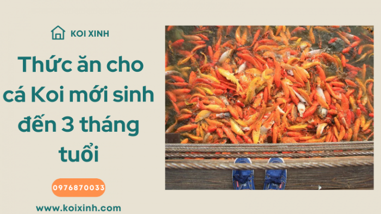 Gợi ý Thức ăn Cho Cá Koi Mới Sinh đến Ba Tháng Tuổi Gợi ý Thức ăn Cho Cá Koi Mới Sinh đến Ba Tháng Tuổi