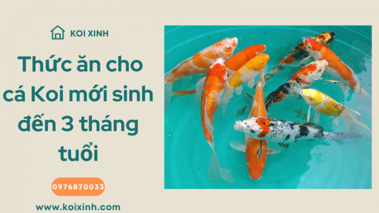 Gợi ý Thức ăn Cho Cá Koi Mới Sinh đến Ba Tháng Tuổi Gợi ý Thức ăn Cho Cá Koi Mới Sinh đến Ba Tháng Tuổi