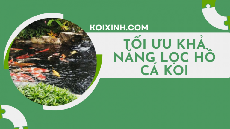 Mẹo Tối ưu Khả Năng Lọc Hồ Cá Koi Với Bộ Lọc Hiện Có Của Bạn