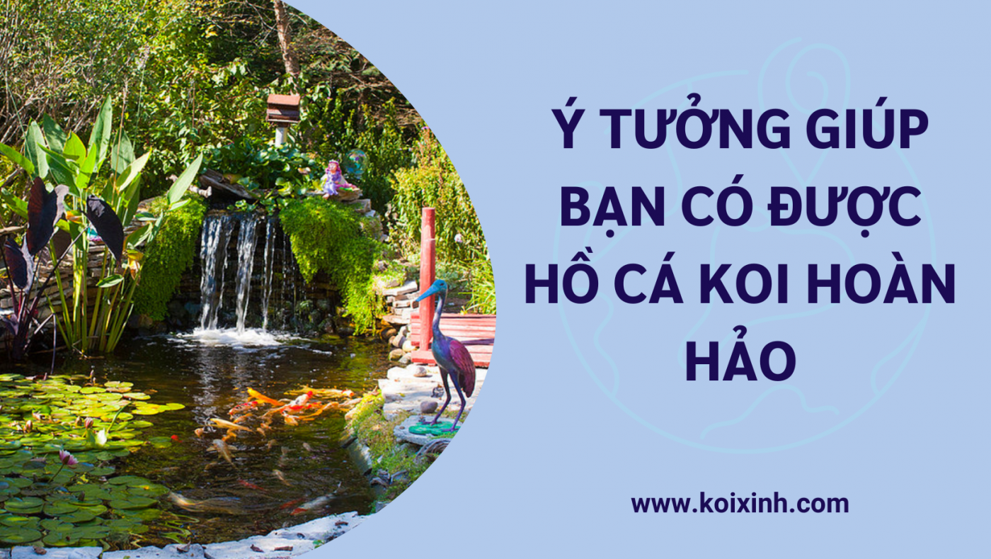 Ý Tưởng Giúp Bạn Có được Hồ Cá Koi Hoàn Hảo