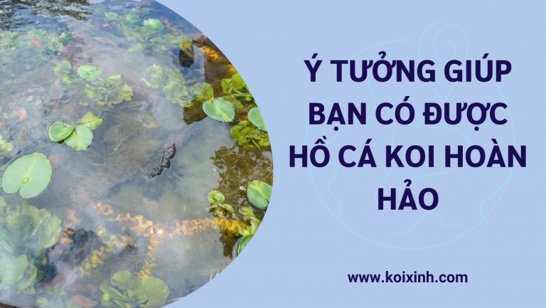 Ý Tưởng Giúp Bạn Có được Hồ Cá Koi Hoàn Hảo Ý Tưởng Giúp Bạn Có được Hồ Cá Koi Hoàn Hảo