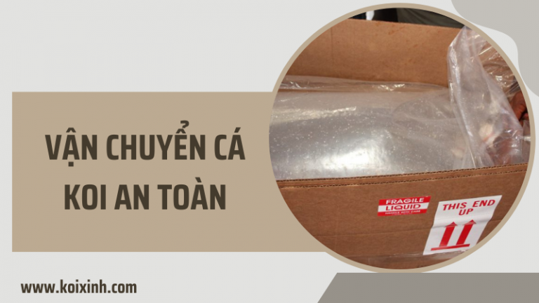 Làm Cách Nào Tôi Có Thể Vận Chuyển Cá Koi Của Mình Một Cách An Toàn? Làm Cách Nào Tôi Có Thể Vận Chuyển Cá Koi Của Mình Một Cách An Toàn?