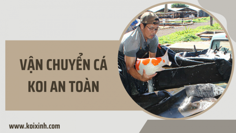 Làm Cách Nào Tôi Có Thể Vận Chuyển Cá Koi Của Mình Một Cách An Toàn? Làm Cách Nào Tôi Có Thể Vận Chuyển Cá Koi Của Mình Một Cách An Toàn?
