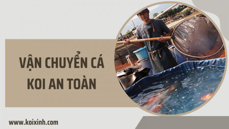 Làm Cách Nào Tôi Có Thể Vận Chuyển Cá Koi Của Mình Một Cách An Toàn? Làm Cách Nào Tôi Có Thể Vận Chuyển Cá Koi Của Mình Một Cách An Toàn?