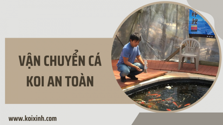 Làm Cách Nào Tôi Có Thể Vận Chuyển Cá Koi Của Mình Một Cách An Toàn? Làm Cách Nào Tôi Có Thể Vận Chuyển Cá Koi Của Mình Một Cách An Toàn?
