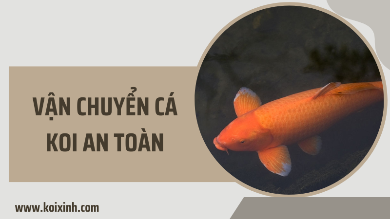 Làm Cách Nào Tôi Có Thể Vận Chuyển Cá Koi Của Mình Một Cách An Toàn?