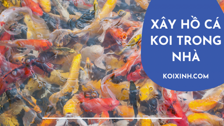 Cách Bước để Xây Dựng Hồ Cá Koi Trong Nhà Của Bạn