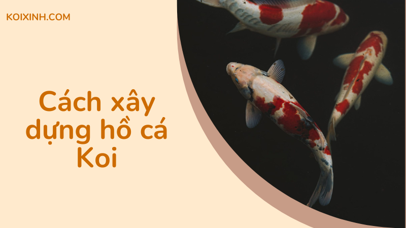 Làm Thế Nào để Xây Dựng Một Hồ Cá Koi – Hướng Dẫn Từng Bước Cơ Bản