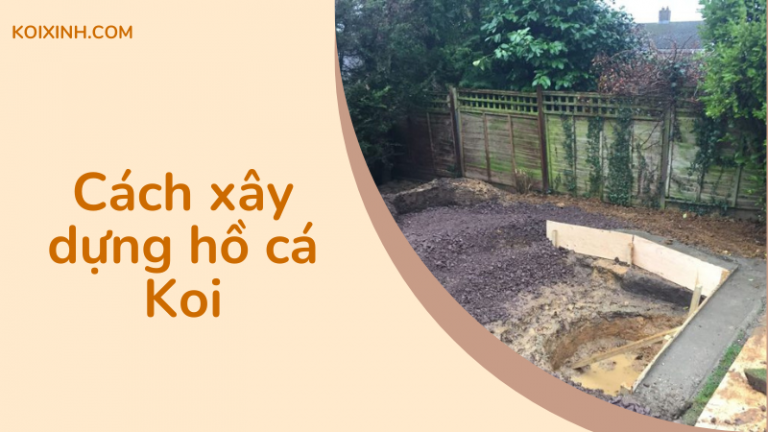 Làm Thế Nào để Xây Dựng Một Hồ Cá Koi – Hướng Dẫn Từng Bước Cơ Bản