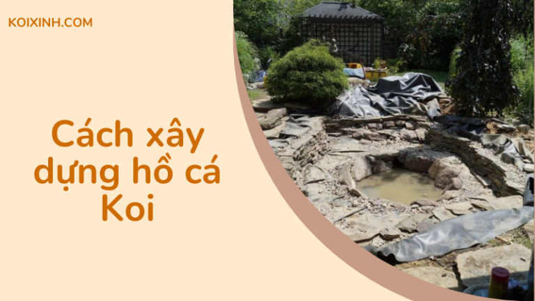 Làm Thế Nào để Xây Dựng Một Hồ Cá Koi – Hướng Dẫn Từng Bước Cơ Bản