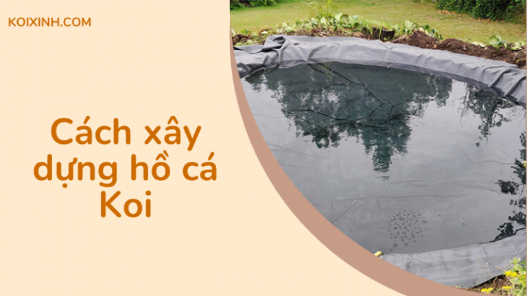 Làm Thế Nào để Xây Dựng Một Hồ Cá Koi – Hướng Dẫn Từng Bước Cơ Bản Làm Thế Nào để Xây Dựng Một Hồ Cá Koi – Hướng Dẫn Từng Bước Cơ Bản