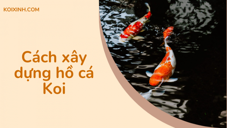 Cách Xây Dựng Hồ Cá Koi Cách Xây Dựng Hồ Cá Koi