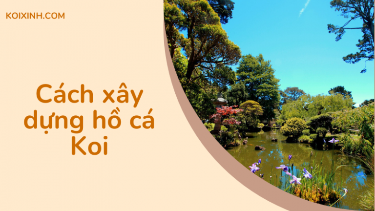Cách Xây Dựng Hồ Cá Koi